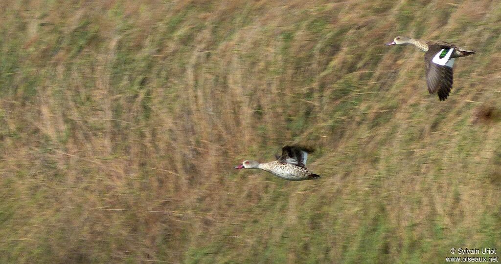 Canard du Cap