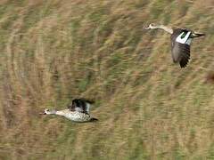 Cape Teal