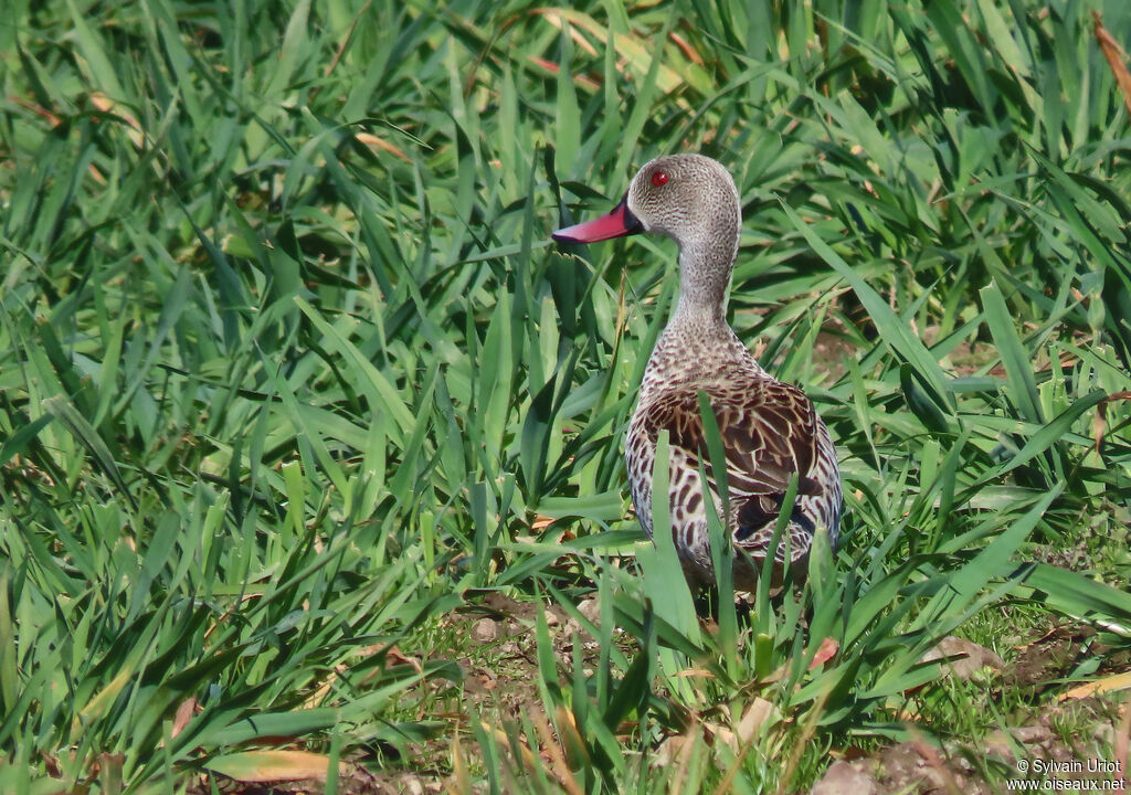 Cape Tealadult