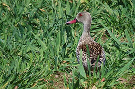 Cape Teal