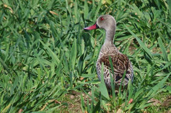 Canard du Cap