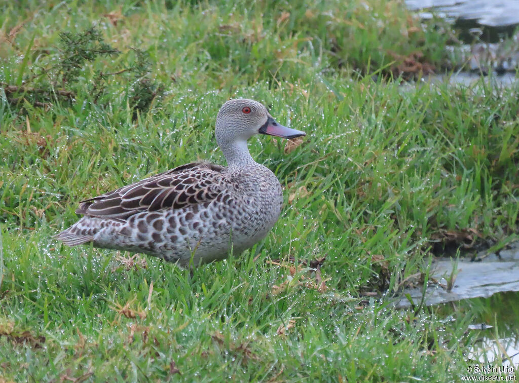 Canard du Capadulte