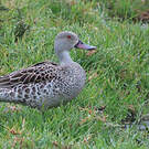 Canard du Cap