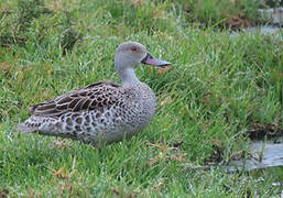 Cape Teal