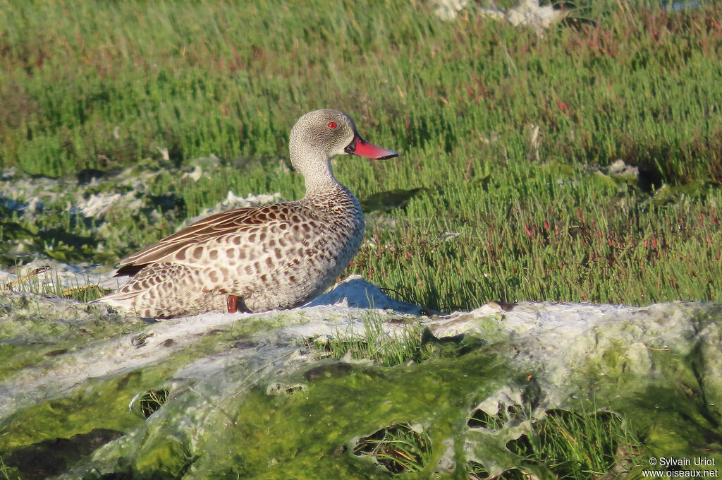 Cape Tealadult