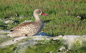 Cape Teal