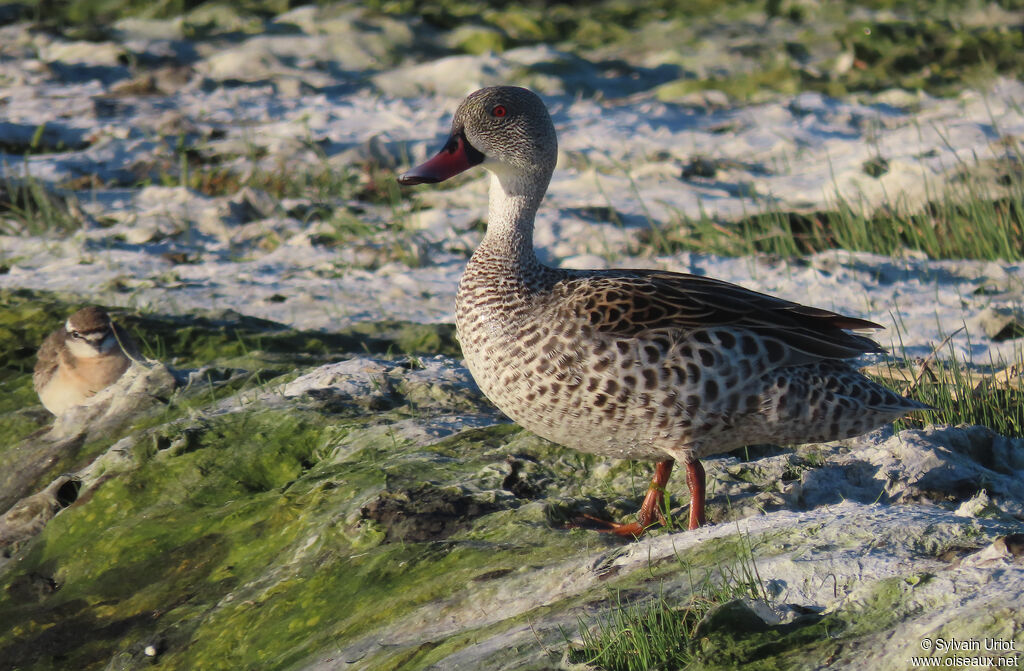 Cape Tealadult