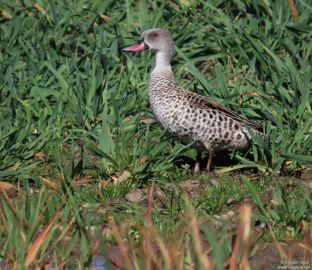 Cape Tealadult