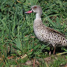 Canard du Cap