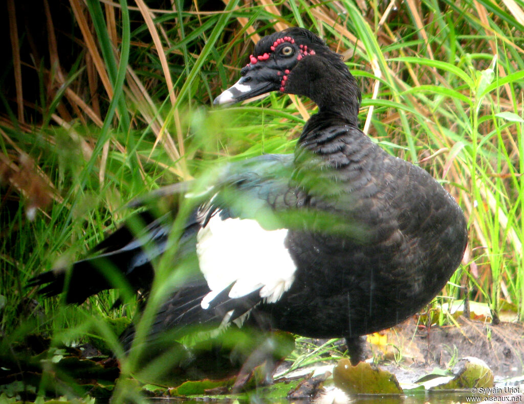 Canard musqué mâle adulte