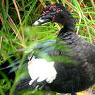 Canard musqué