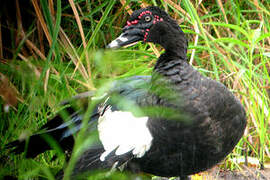 Muscovy Duck