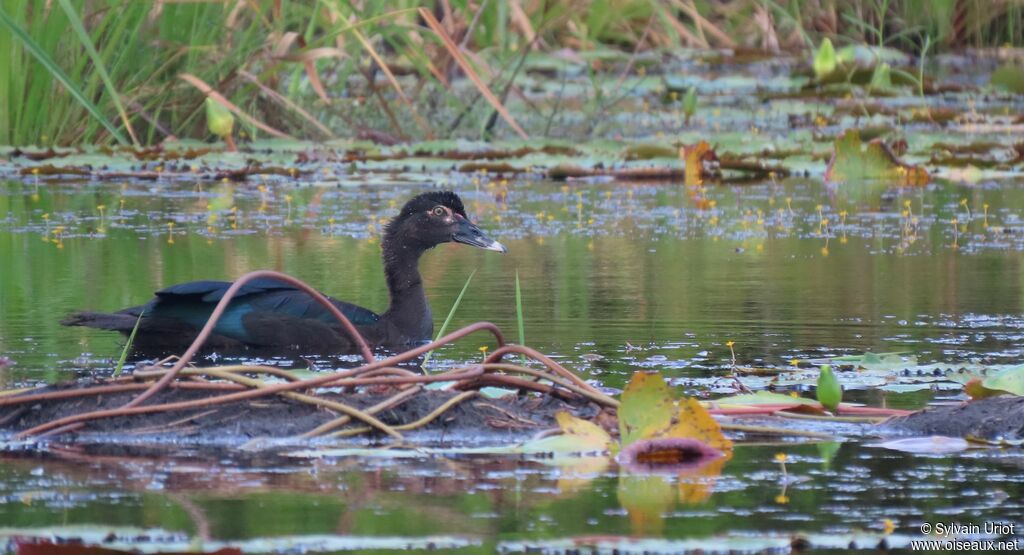 Canard musqué femelle adulte