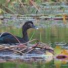 Canard musqué