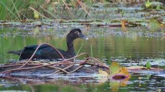 Muscovy Duck