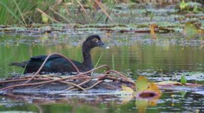 Canard musqué