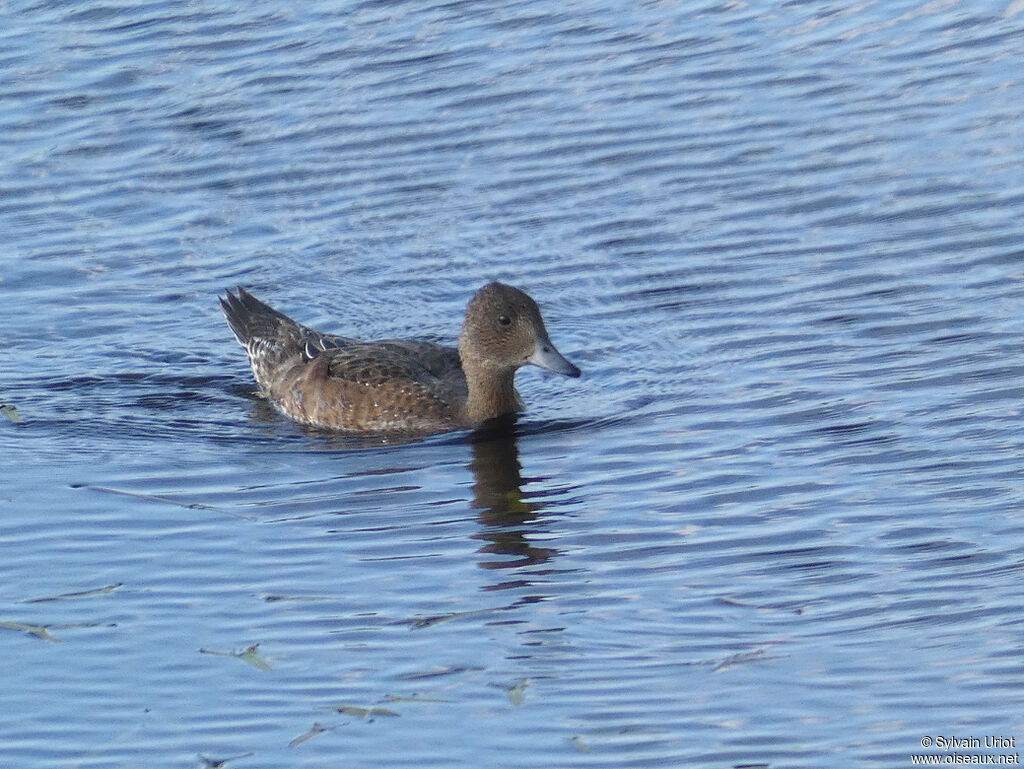 Canard siffleurimmature