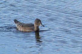 Canard siffleur