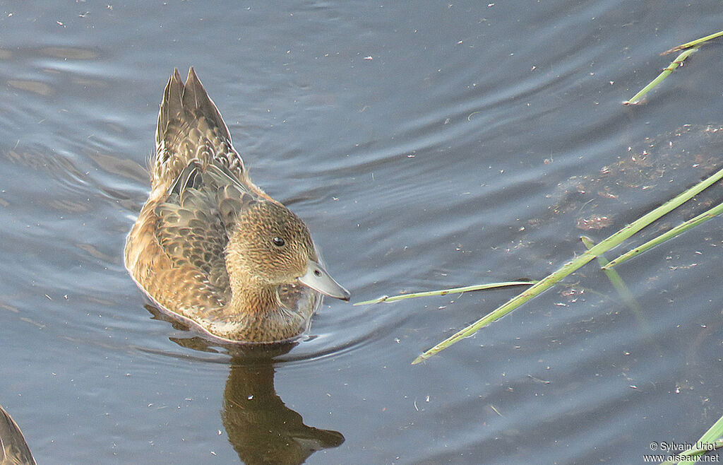 Canard siffleurimmature