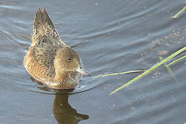 Eurasian Wigeon