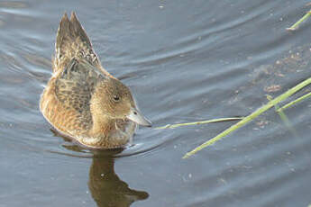 Canard siffleur