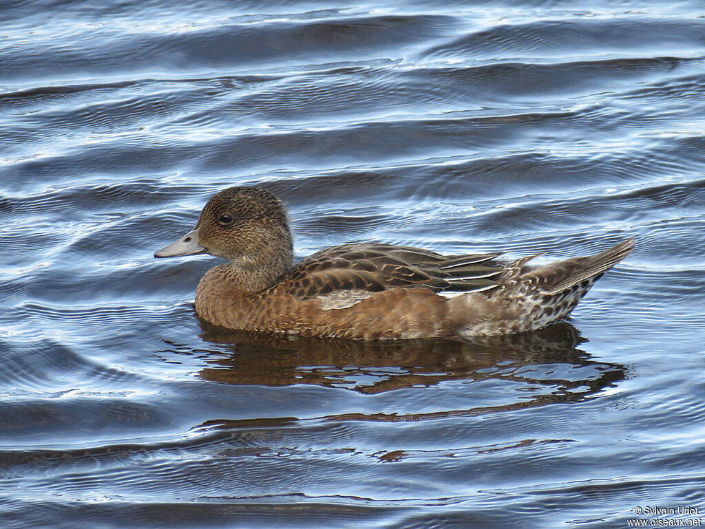 Eurasian Wigeonimmature