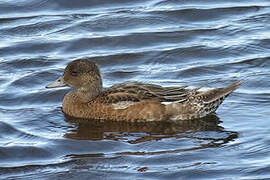 Eurasian Wigeon