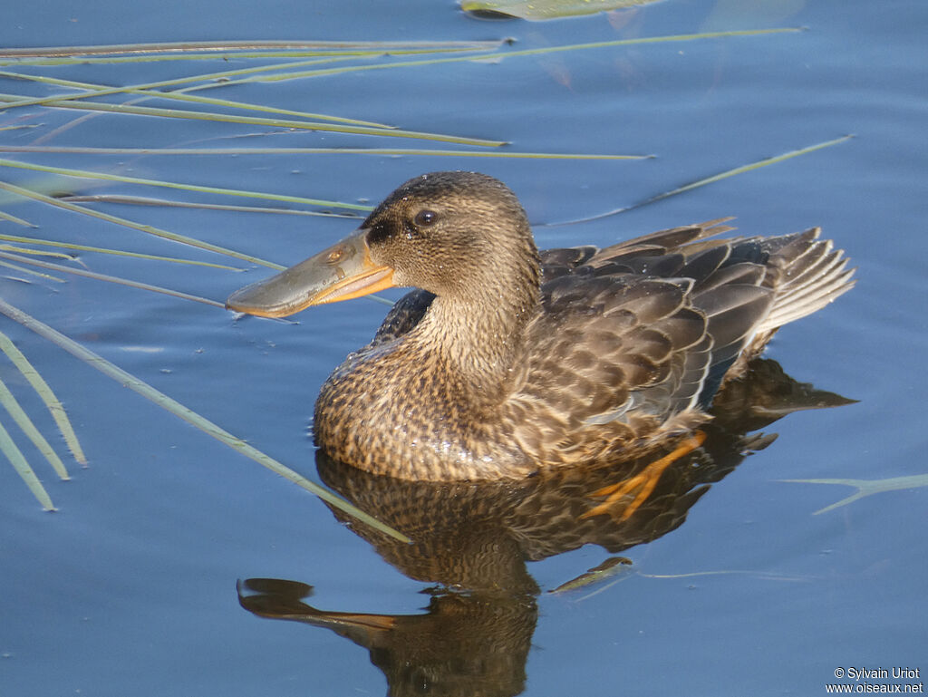 Canard souchetimmature