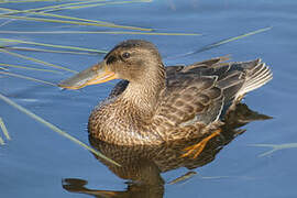 Northern Shoveler