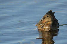 Canard souchet