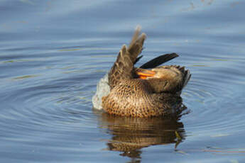 Canard souchet