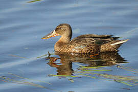 Canard souchet