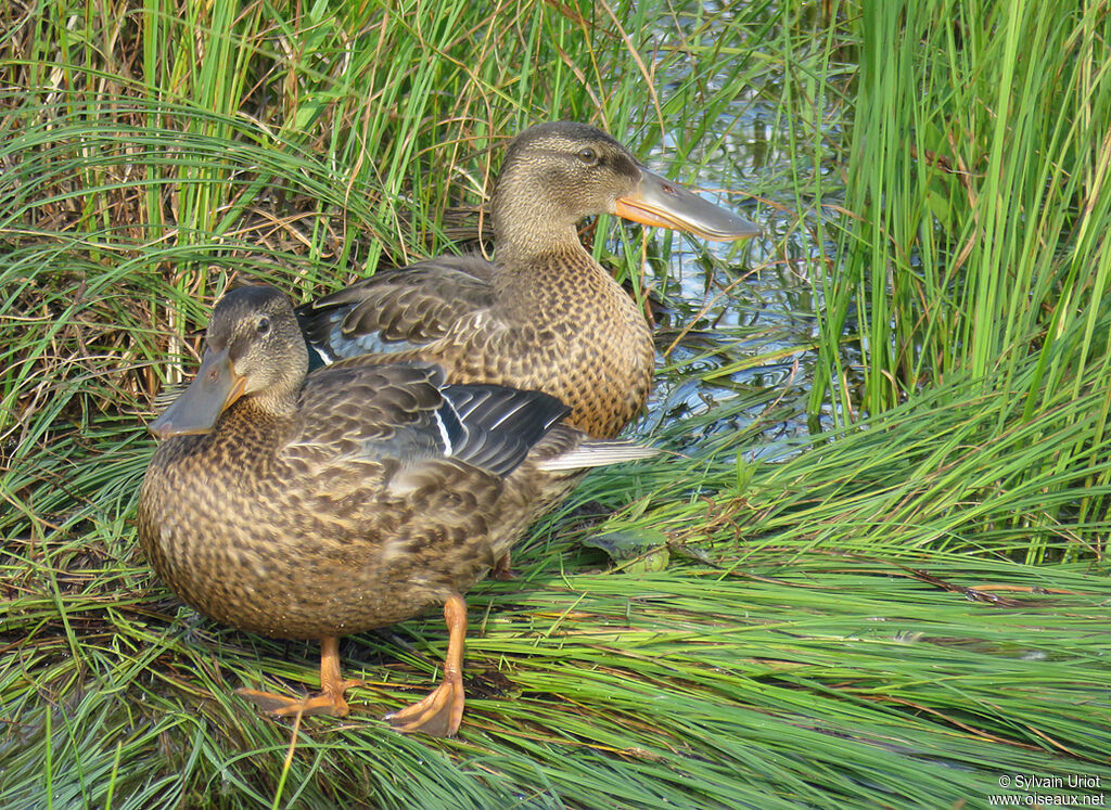 Canard souchetimmature