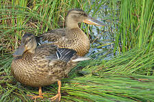 Canard souchet