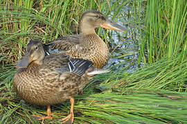 Northern Shoveler