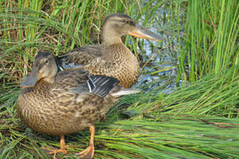 Canard souchet