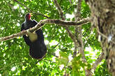 Caracara à gorge rouge