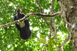 Red-throated Caracara