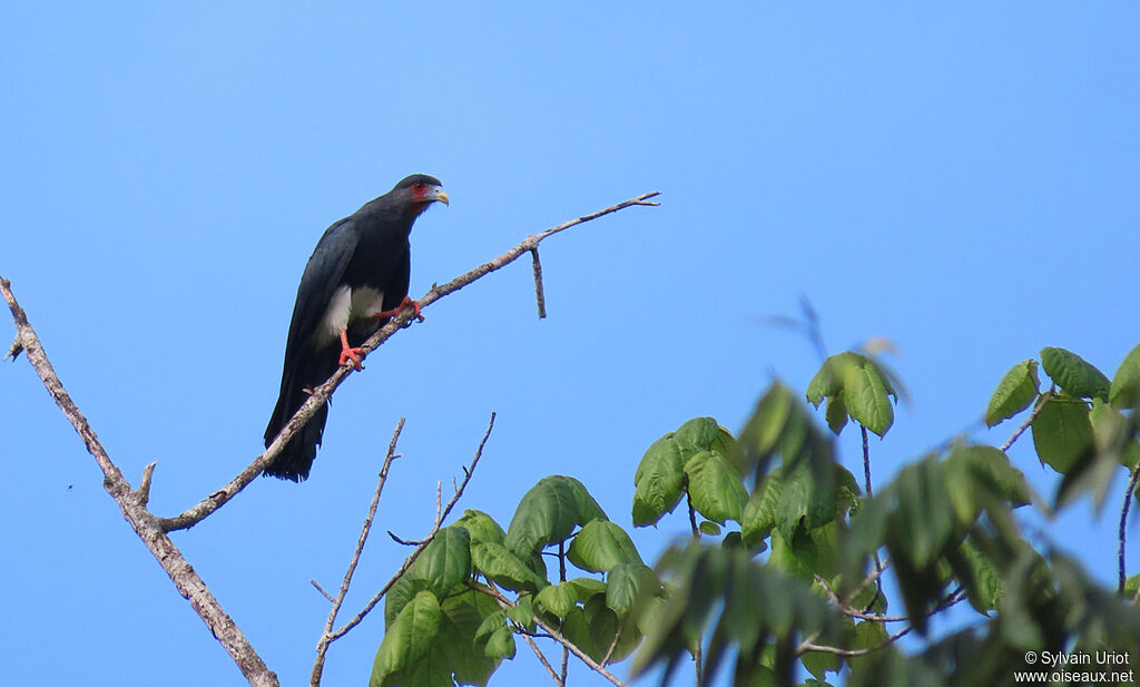 Caracara à gorge rougeadulte