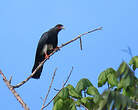 Caracara à gorge rouge