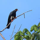 Caracara à gorge rouge