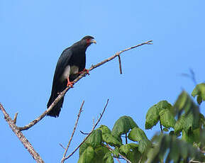 Caracara à gorge rouge