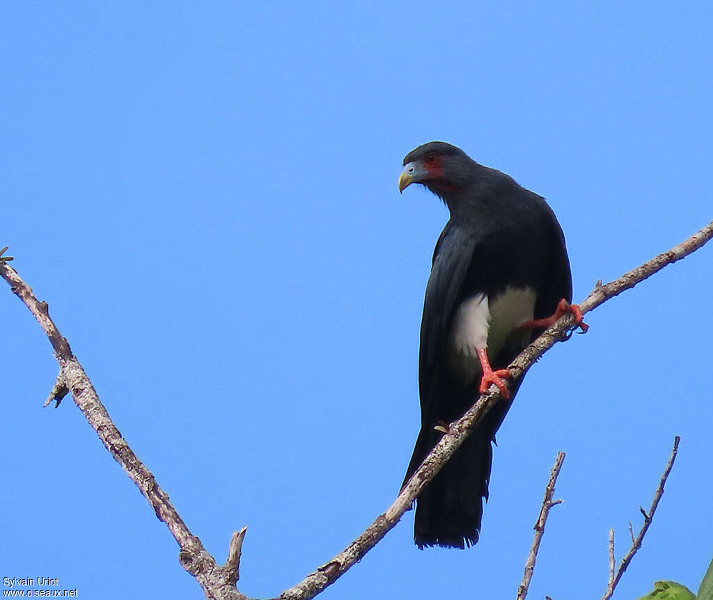 Caracara à gorge rougeadulte, pigmentation