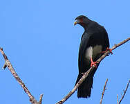 Caracara à gorge rouge