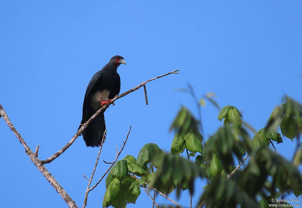 Red-throated Caracara