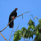 Caracara à gorge rouge