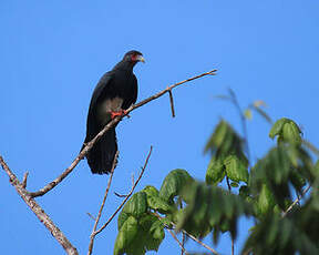 Caracara à gorge rouge