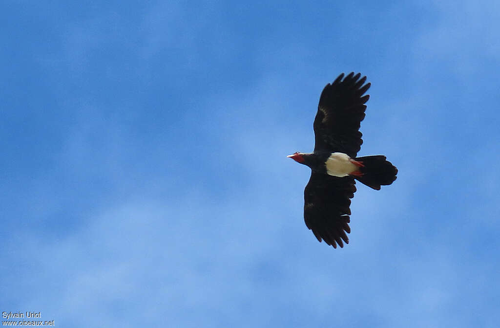 Red-throated Caracaraadult, pigmentation, Flight