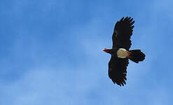 Caracara à gorge rouge