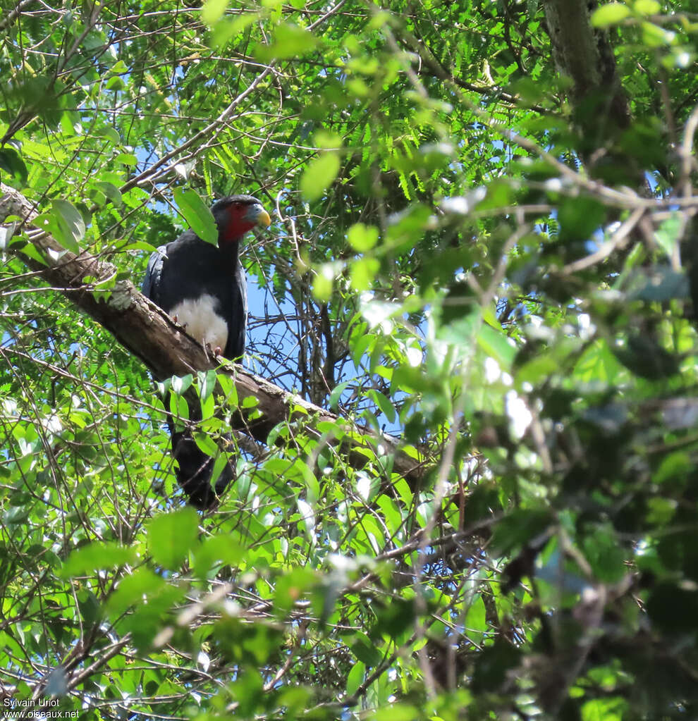 Caracara à gorge rougeadulte, habitat, pigmentation